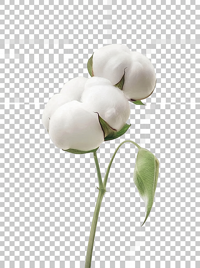 抠出棉花，去除原有背景，保留棉花完整轮廓和细节