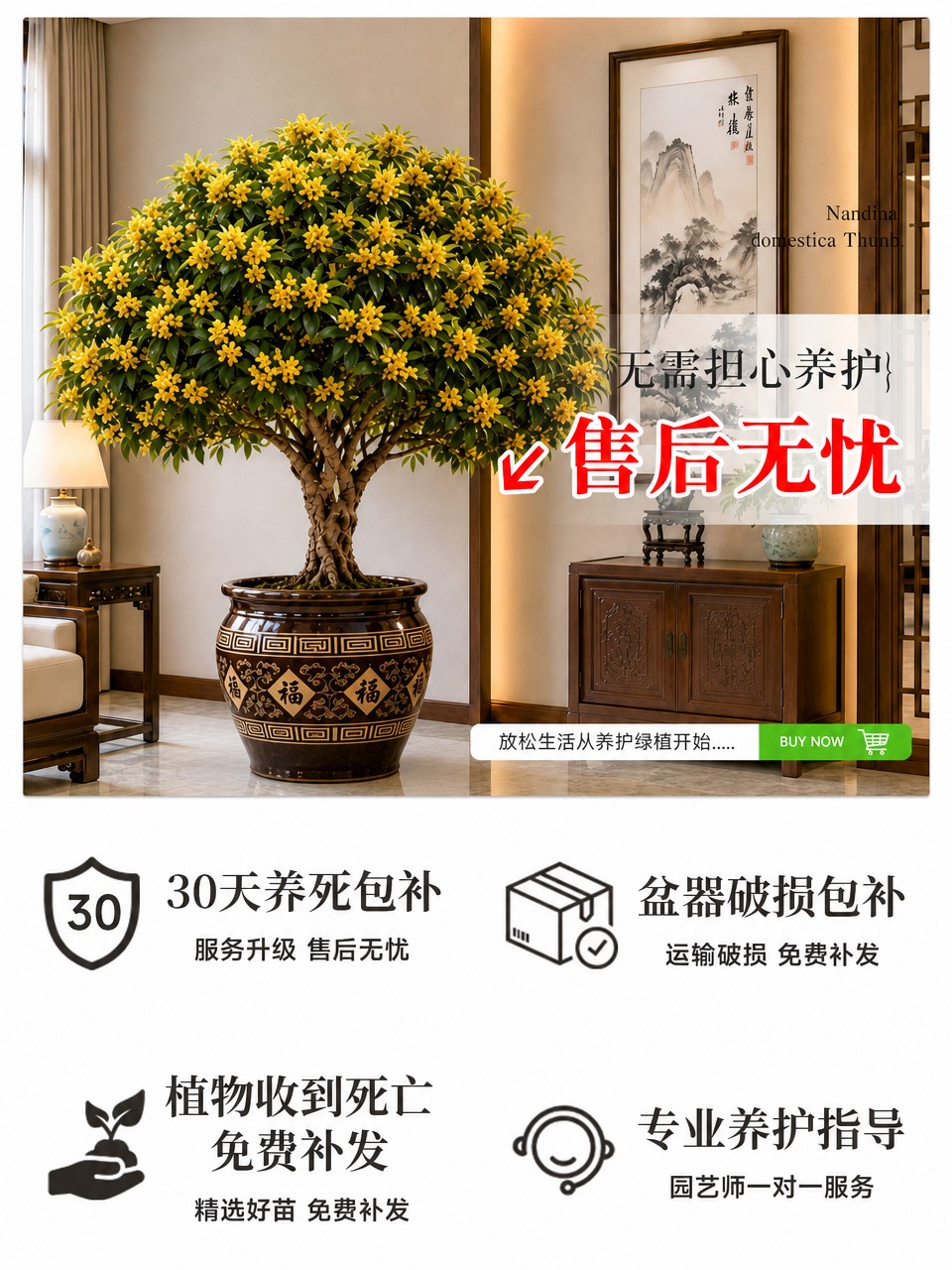 将图中的桂花树盆栽替换为参考图中的桂花树盆栽样式：保留原图的室… - 图片创意预览