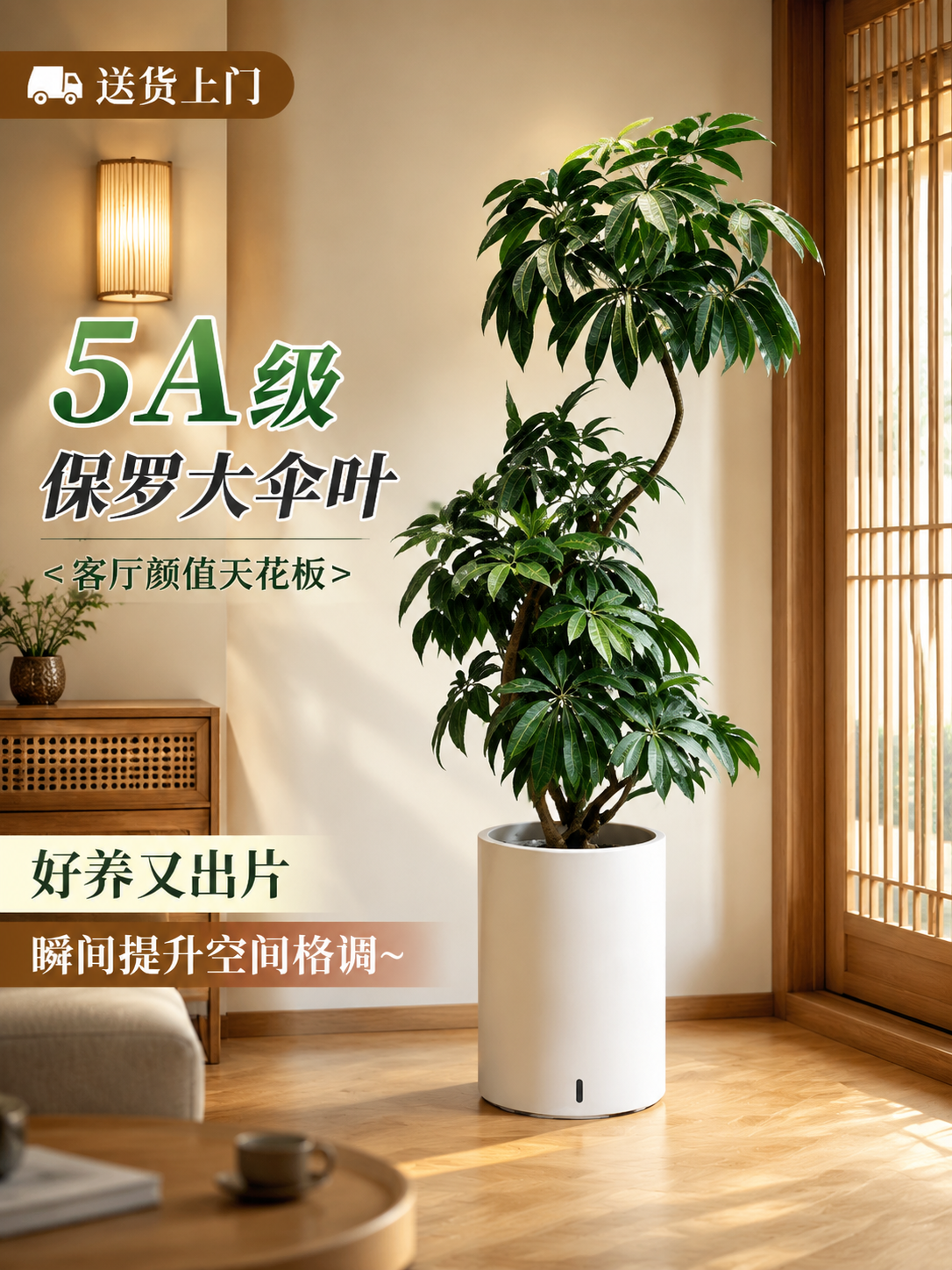 淘宝天猫电商主图，3:4竖版，商品为5A级保罗大伞叶大型室内绿… - 图片创意预览