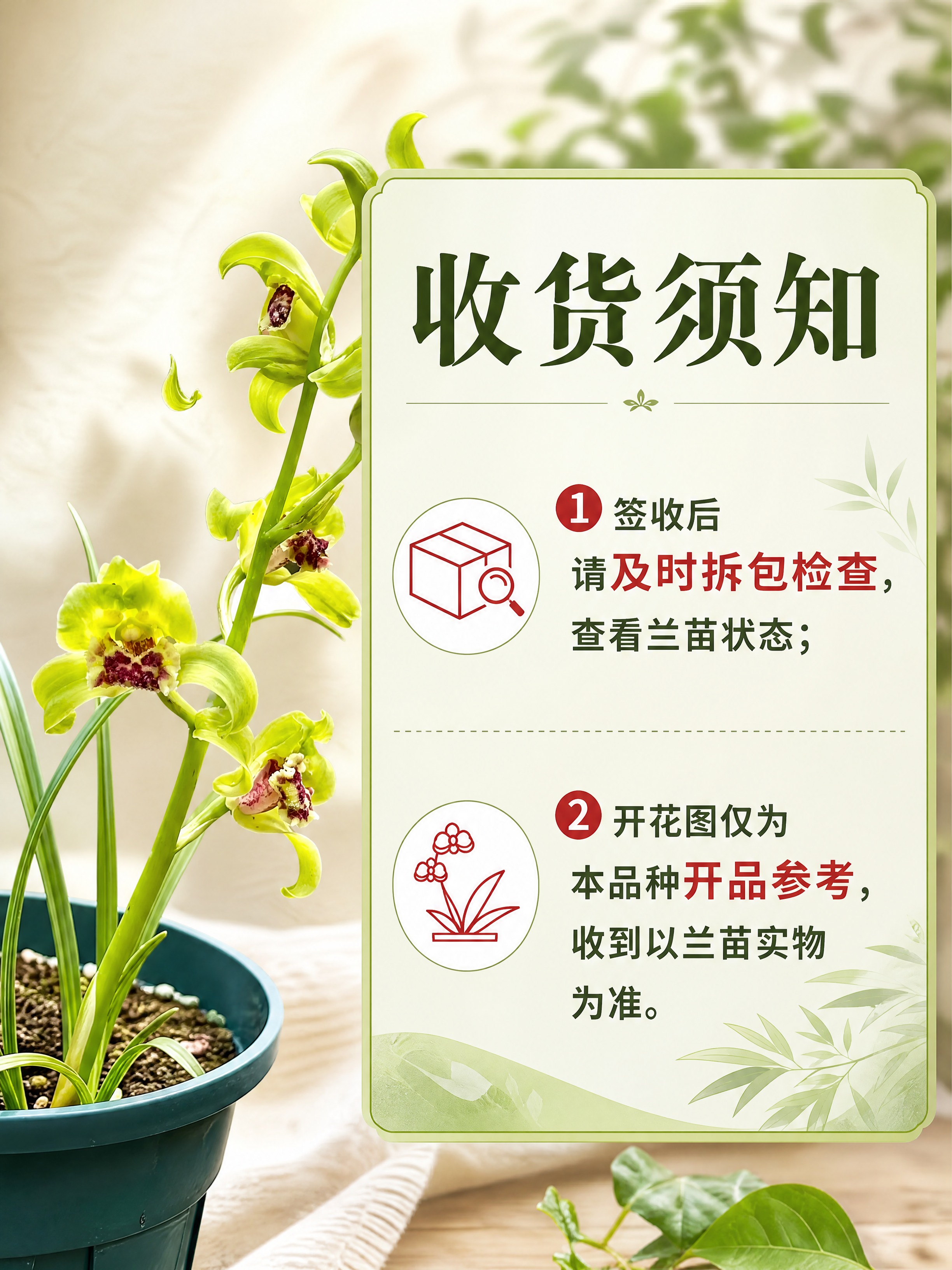 [商品] 使用【图1】老朵云蕙兰兰花苗；保留黄绿色花瓣、红色斑… - 图片创意预览
