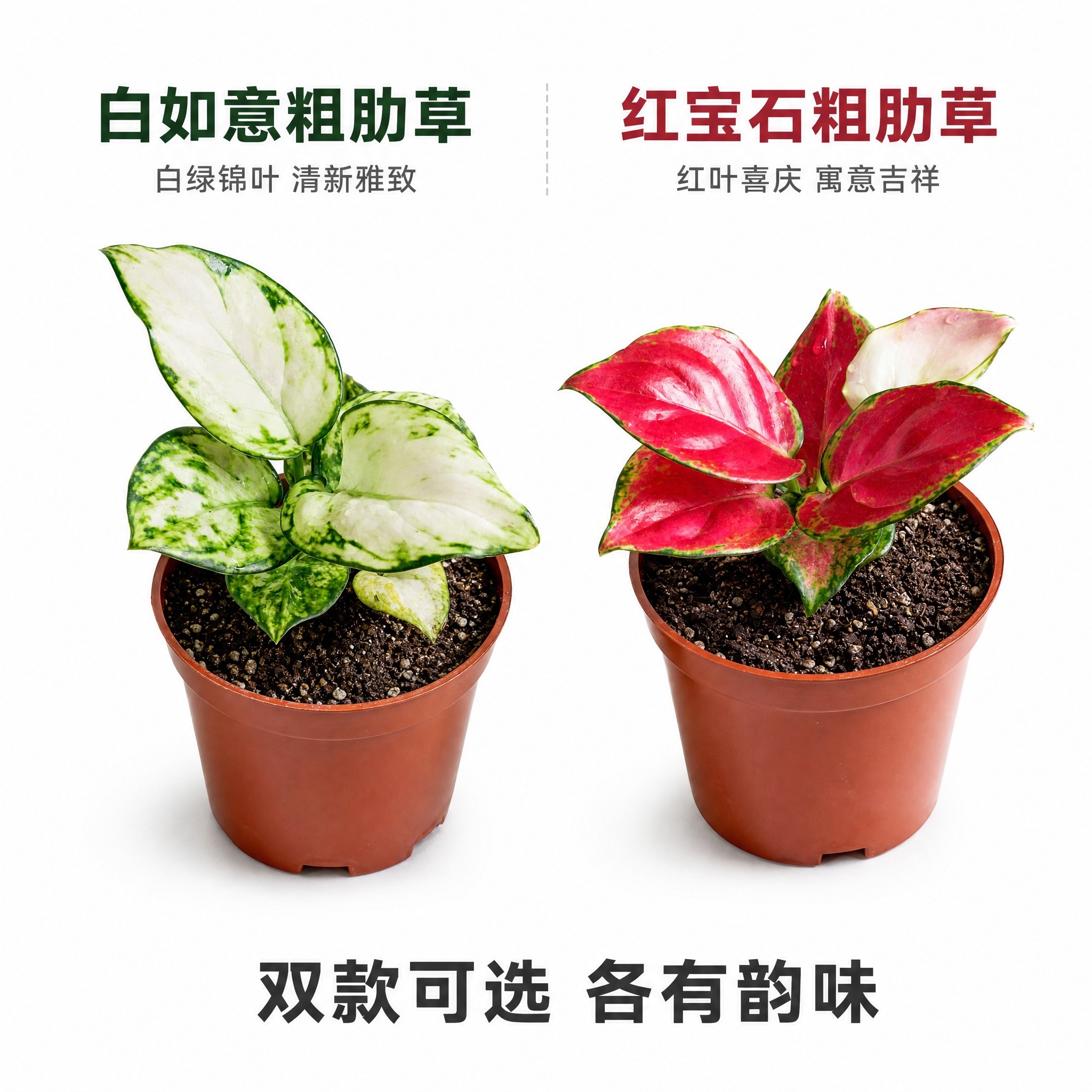 [主图-8] 双品对比展示图 直观呈现白如意与红宝石的色彩差异… - 图片创意预览