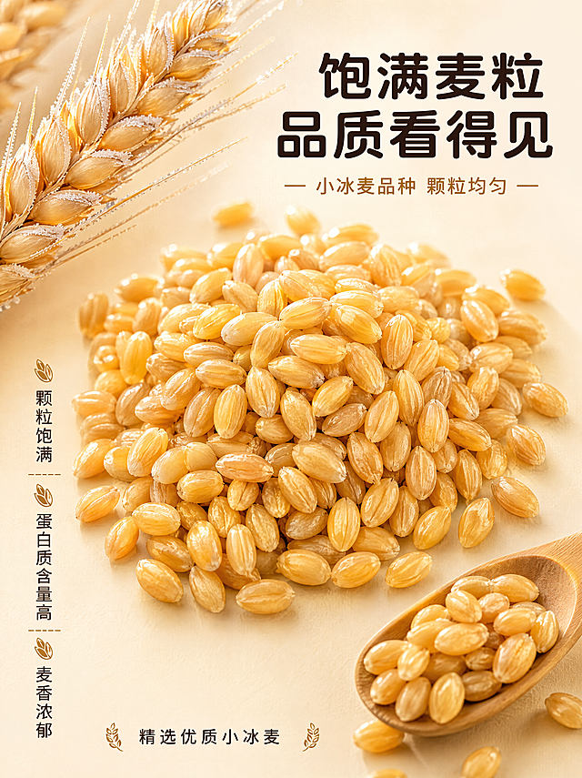 [第3张] 原料品质展示-小冰麦麦粒微距特写。本张使用【图1】中的麦穗作为原料提取参考。
[氛围/风格] 微距质感+食材高级感+商业摄影质感，突出麦粒饱满度与品质感。
[元素布局] 画面中心为一堆饱满的小冰麦麦粒特写，麦粒呈金黄色，颗粒均匀饱满，表面有自然光泽，占画面约50%；左上角从【图1】延伸出几支带霜麦穗作为装饰元素；右下角放置一小勺麦粒作为辅助展示；背景为浅米色渐变，简洁干净；画面层次：前景麦粒堆（实）→ 中景小勺麦粒 → 背景麦穗装饰（虚）。
[光影质感] 柔和顶光+侧光，麦粒表面形成清晰高光与自然阴影，突出颗粒立体感与质感，整体明亮干净。
[配色色系] 全局底色 #FAF3E0 浅米色；主色麦金色 #D4AF37；辅助色深麦棕 #8B6914；点缀色白色高光。
[视角构图] 俯视微距视角，麦粒堆位于画面中心，阅读动线从右上标题 → 中心麦粒 → 左侧卖点。
[文字版式] 右上标题区：主标题「饱满麦粒 品质看得见」9字圆角黑体加粗，副标题「小冰麦品种 颗粒均匀」8字；左侧竖排3个品质卖点：「颗粒饱满」「蛋白质含量高」「麦香浓郁」，配小麦粒图标；底部小字标注「精选优质小冰麦」；字色为深棕色+金色两种，全套字体与第1张统一。
[比例分辨率] 3:4 竖版比例，4K分辨率，文字清晰可辨，高清画质。
[负向提示词] 水印，文字错乱，文字过小，麦粒变形，颜色偏差，背景杂乱，颗粒模糊。