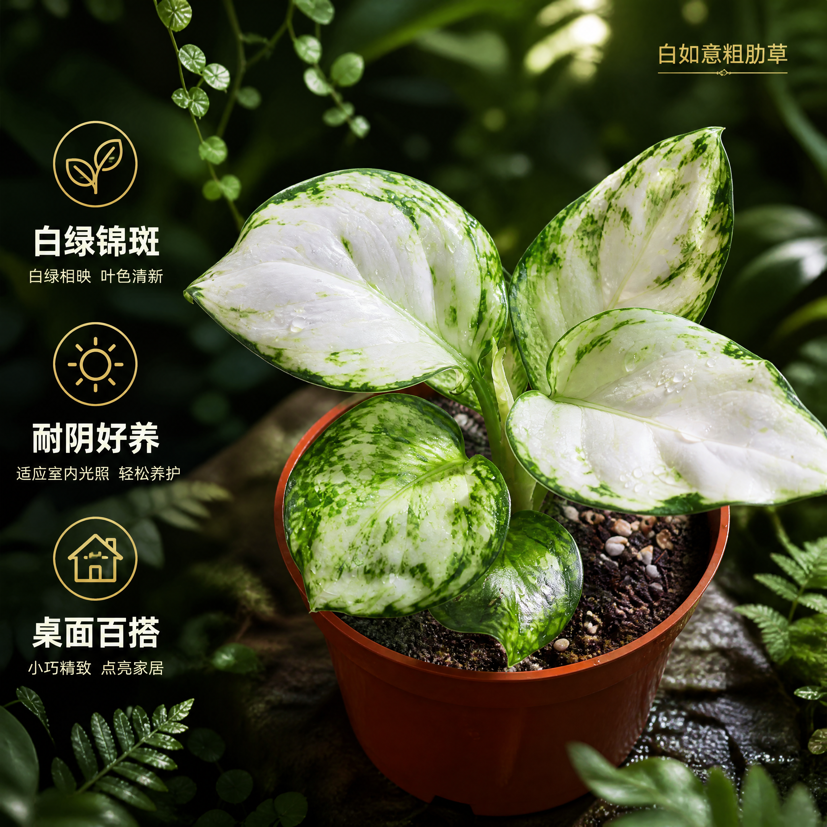 [主图-3] 白如意粗肋草盆栽电商主图，叶片细节特写卖点图，唯… - 图片创意预览