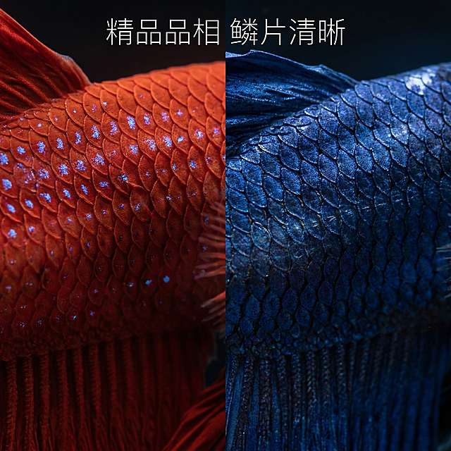[主图 3] 细节特写，展示鳞片纹理
[氛围/风格] 微距高清质感，极致清晰，细腻光影表现纹理。
[画面元素] 分别放大展示大红袍和大蓝袍斗鱼的身体鳞片纹理，左右分屏拼图展示，左侧大红袍右侧大蓝袍，保持原有鱼体外观，背景统一深色，放大后细节清晰可见，构图对称平衡。
[配色色系] 深色背景，红色蓝色主体对比清晰，金属鳞片光泽自然呈现。
[视角构图] 微距特写，左右分屏拼图，各占一半画面。
[文字版式] 顶部居中主标题 "精品品相 鳞片清晰"，白色细体字，不遮挡主体。
[比例分辨率] 1:1比例，2k分辨率。