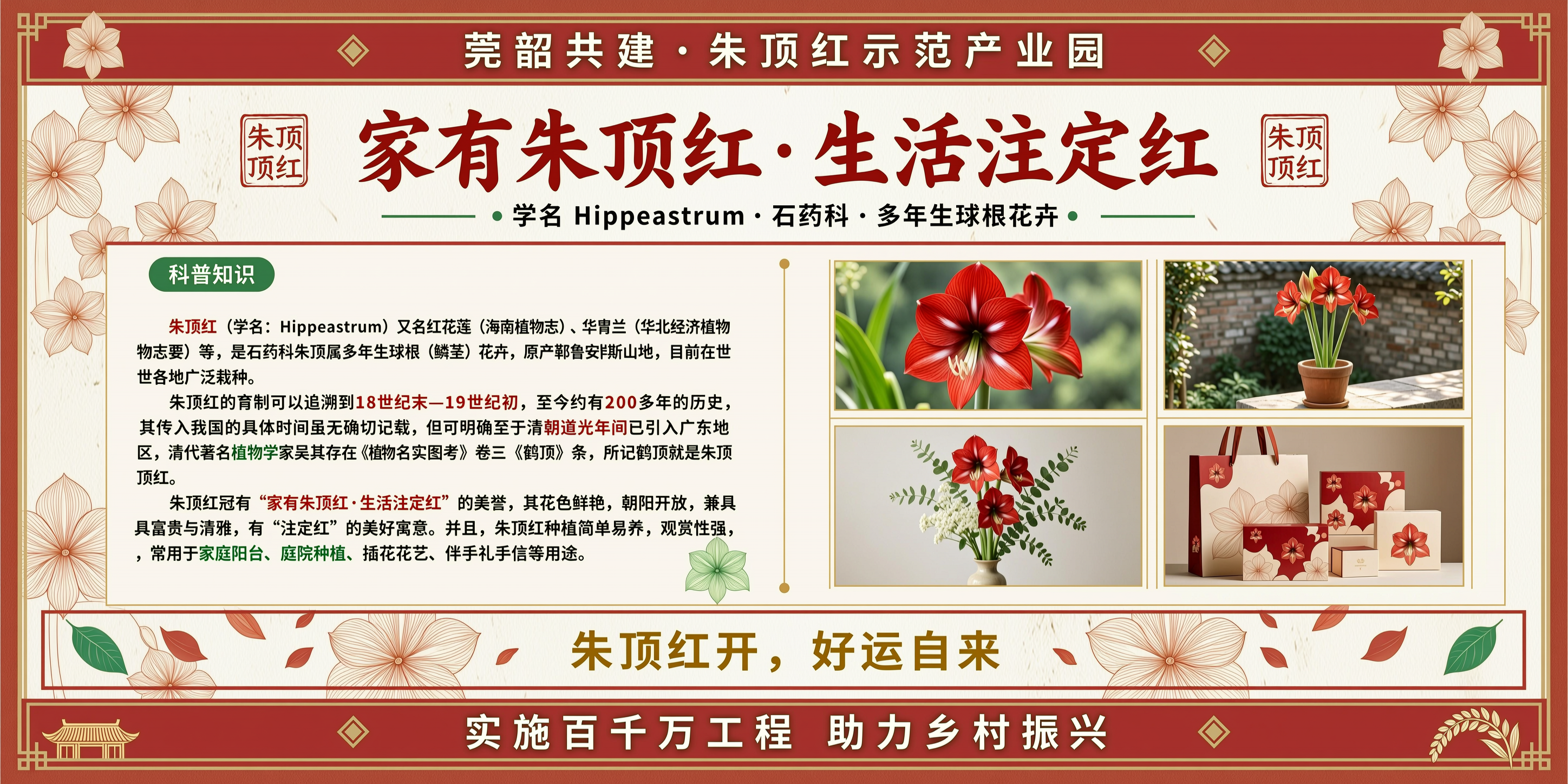 电商产品，朱顶红，宣传栏，乡村振兴，百千万工程 - 图片创意预览