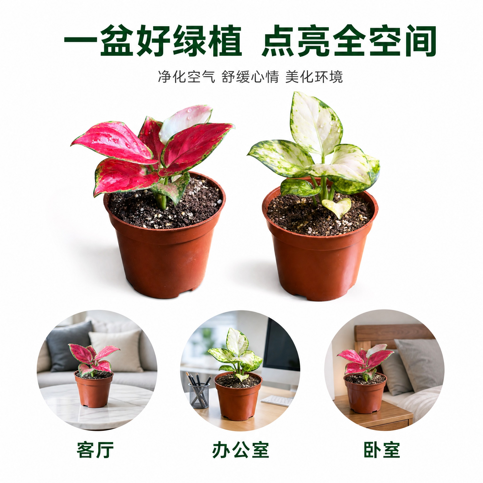 [主图-9] 主题：室内空气净化与空间适配主图，亮白背景展示多… - 图片创意预览