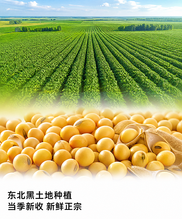 [第3屏] 产地优势实景图，庄舞河东北黄豆产地优势展示电商详情页。
[氛围/风格] 自然写实风格，高清航拍结合产品特写，真实通透，商业宣传质感。
[元素布局] 画面采用上下分栏结构，上半部分是东北黑土地黄豆田航拍实景，大片生长茂盛的黄豆田，一望无际的绿色农田景观；下半部分是金黄黄豆颗粒的特写，清晰展示饱满颗粒；绿色和金色自然过渡；底部预留充足文字区域留白；整体构图简洁干净，重点突出产地优势。
[光影质感] 自然日光整体照射，上半部分农田明亮通透，下半部分黄豆颗粒高光清晰，整体光影均匀，细节真实。
[配色色系] 全局底色：融合绿色田野和金色黄豆的自然过渡，上绿下金；主体配色：#228b22（田野绿）+#daa520（黄豆金）+#000000（文字黑）；辅助色：#ffffff（留白）；整体沿用圆角黑体标题字形，字色仅使用黑色，纯色填充字效，风格统一。
[视角构图] 上半部分高空航拍视角，下半部分近距离平视特写视角，上下结构过渡自然，符合竖向阅读动线，底部留白完整。
[文字版式] 底部预留文字区域，文案为"东北黑土地种植 当季新收 新鲜正宗"，主标题采用圆角黑体，黑色，左对齐，字号适中，文字清晰不遮挡主体。
[比例分辨率] 4:3 竖版，750x900px尺寸，4K分辨率，文字清晰可辨。
[负向提示词] 农田荒芜，黄豆干瘪，颜色失真，文字错乱，过渡不自然，背景杂乱，文字遮挡主体。