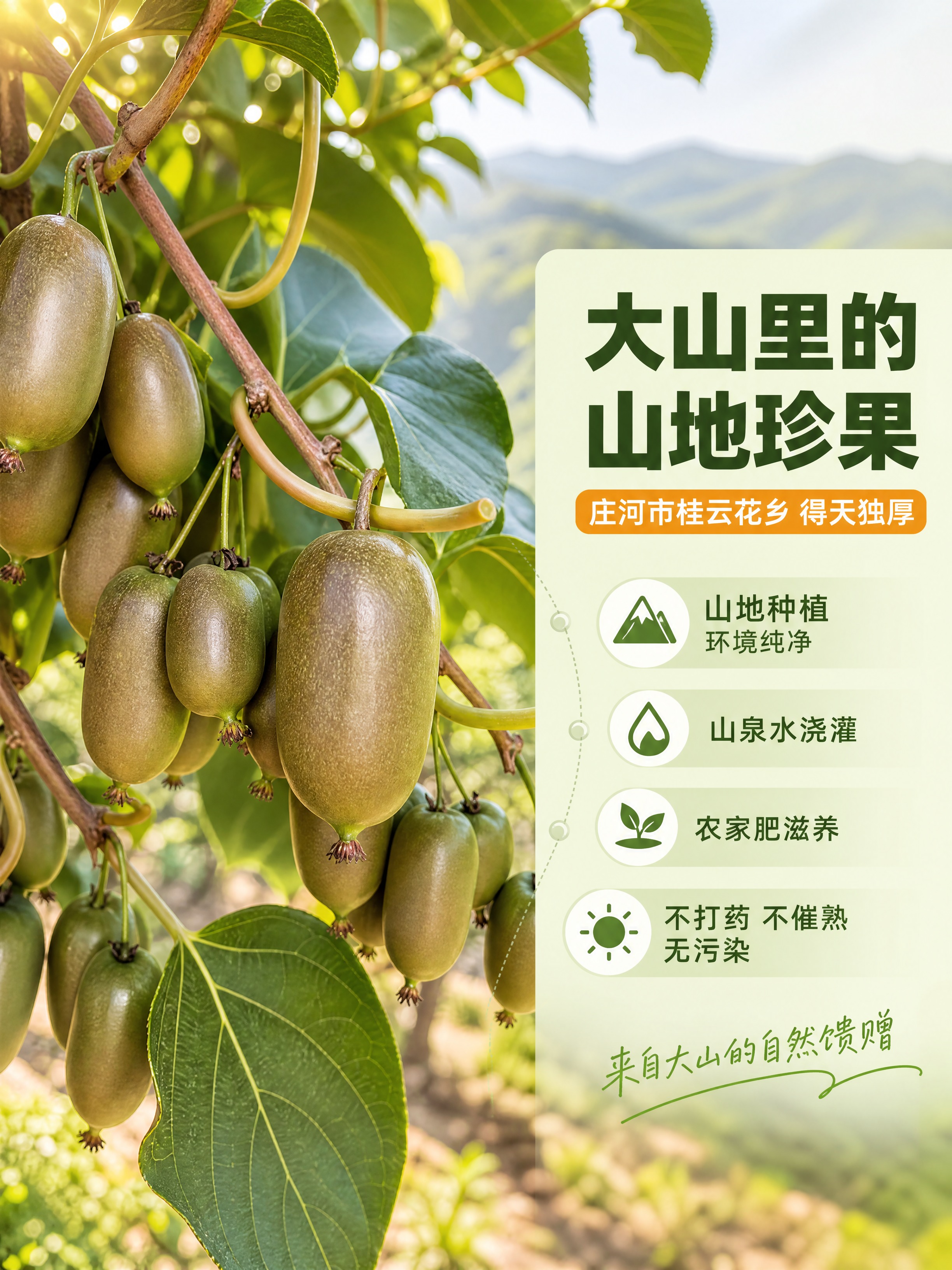 [商品] 使用【图2】软枣猕猴桃挂枝果实；保留果实椭圆形、绿褐… - 图片创意预览