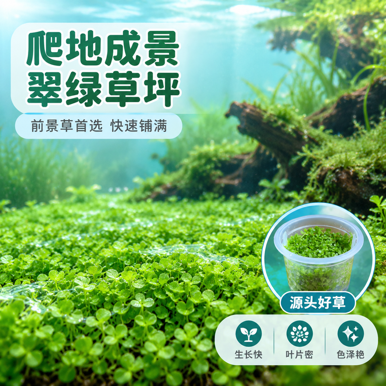 [主图-3] 成景效果 爬地生长 草坪质感 [统一基调] 清新… - 图片创意预览