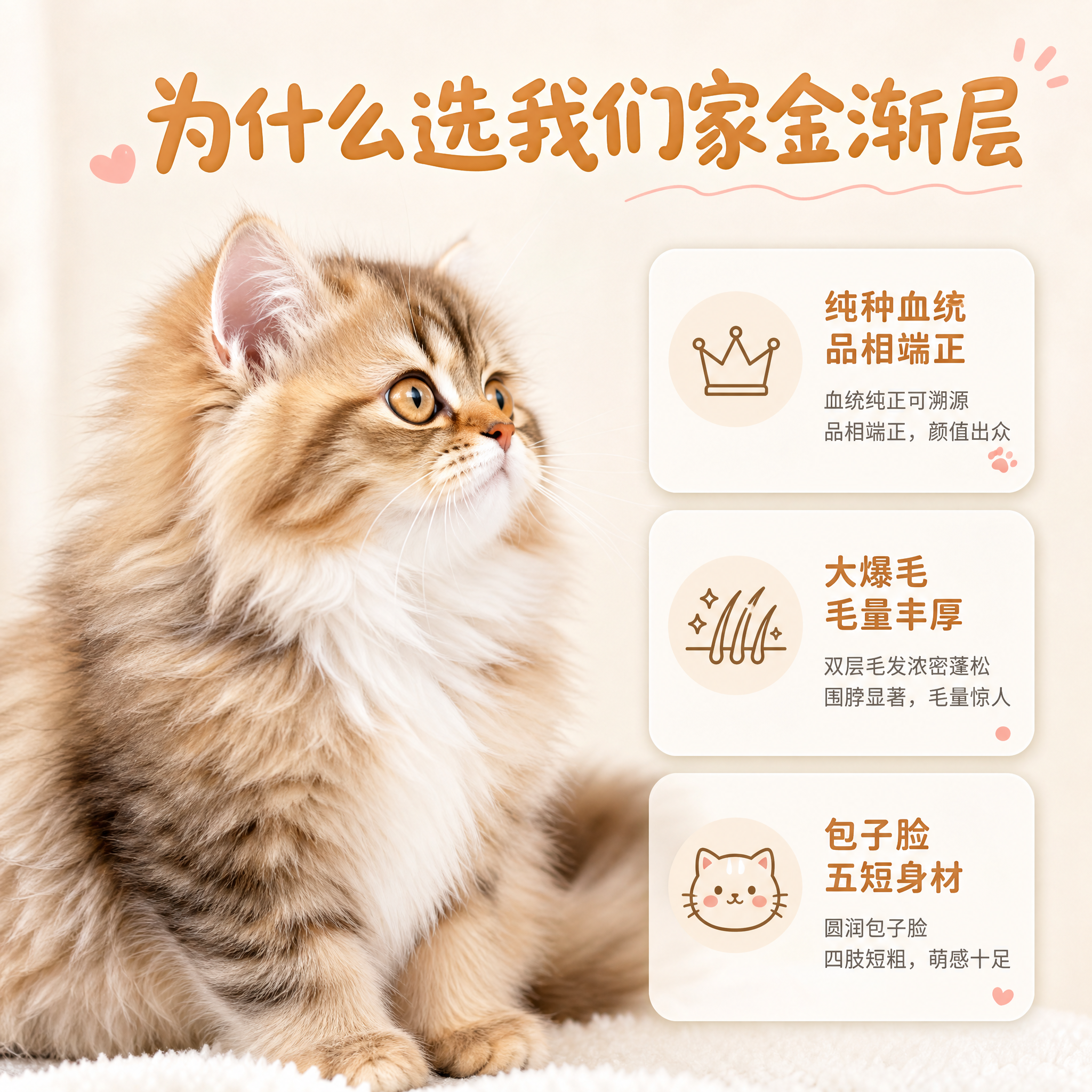 [主图-2] 核心亮点 纯种血统与品相卖点图 [统一基调] 小… - 图片创意预览