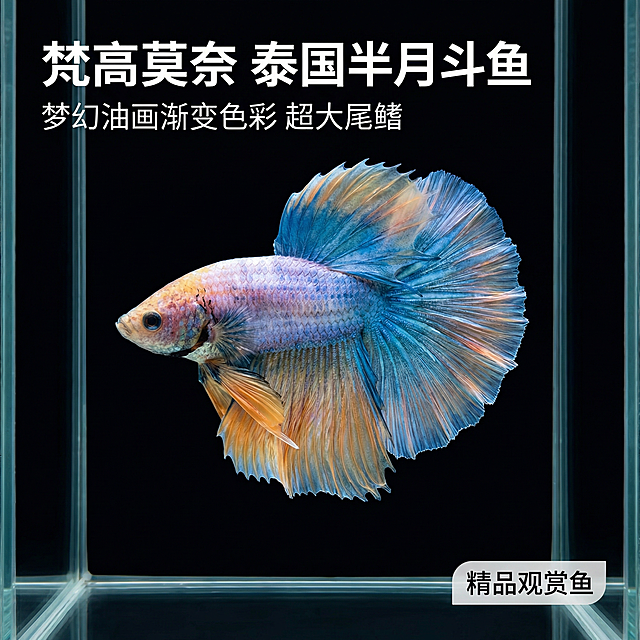 [主图 1] 精品泰国半月斗鱼展示首图
[氛围风格] 高端水族观赏鱼，真实清晰，精致干净，激发购买欲望
[画面元素] 梵高莫奈花型泰国半月斗鱼居中展示，斗鱼保持原图外观和色彩，干净深色水族背景，突出斗鱼梦幻渐变的超大尾鳍，鱼缸玻璃杂质去除，画面干净高级，无边框满铺设计。
[配色色系] 主色调：斗鱼本身的蓝、粉紫、橙黄渐变色彩；辅助色：深黑色背景突出主体。
[视角构图] 正面平视，主体居中，景深适中。
[文字版式] 左上角主标题“梵高莫奈 泰国半月斗鱼”，副标题“梦幻油画渐变色彩 超大尾鳍”，右下角标签“精品观赏鱼”，字体为简洁无衬线体，白色字体深底，对比清晰，不遮挡斗鱼主体，保持产品完整性。
[比例分辨率] 1:1 比例，2k分辨率，真实自然质感。