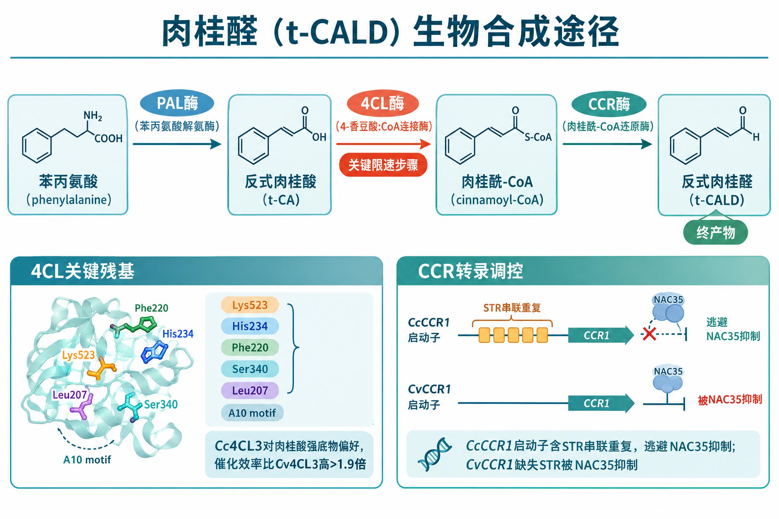 一张专业的肉桂醛（t-CALD）生物合成途径示意图，学术期刊风… - 图片创意预览