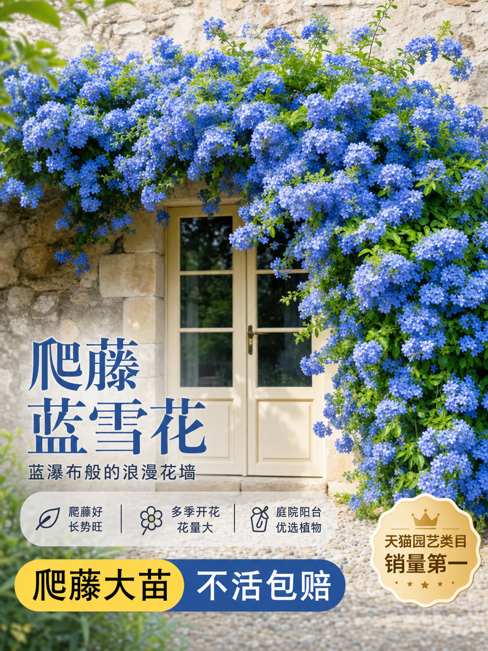 基于参考图生成爬藤蓝雪花电商主图，保留石墙木门与蓝雪花爬藤的清… - 图片创意预览