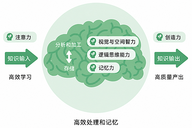 根据这张流程图生成一张一模一样的可编辑电子版，保持所有文字和布局不变，文字：左侧输入“注意力、知识输入、高效学习”，圆形内大脑上有“分析和加工、存储、视觉与空间智力、逻辑思维能力、记忆力”，右侧输出“创造力、知识输出、高质量产出”，底部标题“高效处理和记忆”，保持清新简约绿色配色，矢量风格，清晰可编辑