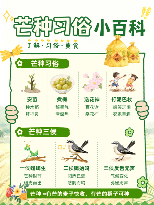 芒种节气习俗科普知识分享清新手绘插画小红书配图预览效果