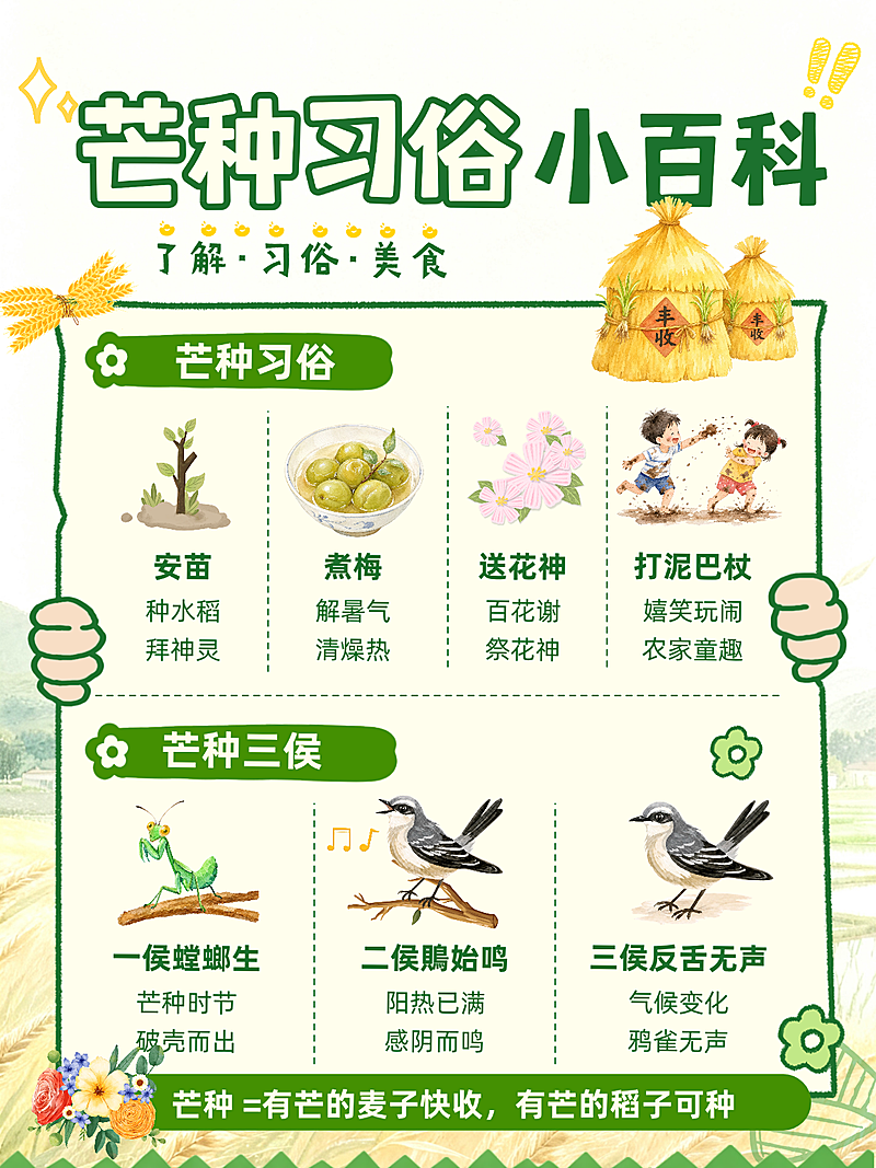 芒种节气习俗科普知识分享清新手绘插画小红书配图