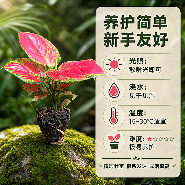[主图-4] 红宝石小苗养护与生长信息图，核心任务是说明养护难度和生长特点，降低购买顾虑。
[统一基调] 热带雨林自然风格，深绿+翠绿+暖棕为主色调，标题字色为米白色，辅助字色为浅金色，强调色为叶片玫红色；字体为现代无衬线粗体，字号层级分明；整体画面通透有呼吸感，自然柔和光线，午后雨林光影。
[画面] 画面左侧为红宝石小苗完整植株，带土球，主体占比约45%，放置在长满苔藓的石头上，背景为虚化的雨林绿植；右侧为信息展示区，用图标+文字的形式呈现养护信息；产品颜色和形态与原图完全一致；背景延续热带雨林风格，但适当虚化突出信息内容。
[光影质感] 商业信息图摄影质感，光线均匀柔和，产品清晰，信息区背景为浅米色半透明卡片，干净整洁，整体视觉舒适易读。
[配色] 背景绿色系，信息卡片米白色，文字深绿色和墨绿色，图标用绿色和玫红色点缀，与产品色彩呼应。
[文字版式] 顶部主标题粗体深绿色："养护简单 新手友好"；下方分4个信息模块，每个配小图标："光照：散射光即可"、"浇水：见干见湿"、"温度：15-30℃适宜"、"难度：★☆☆☆☆ 极易养护"；底部小字："精选壮苗 根系发达 成活率高"；信息排版整齐，不拥挤。
[输出要求] 1:1正方形，2048*2048，文字清晰可读，产品清晰；禁止变形、错字、模糊、杂乱、水印、平台Logo。