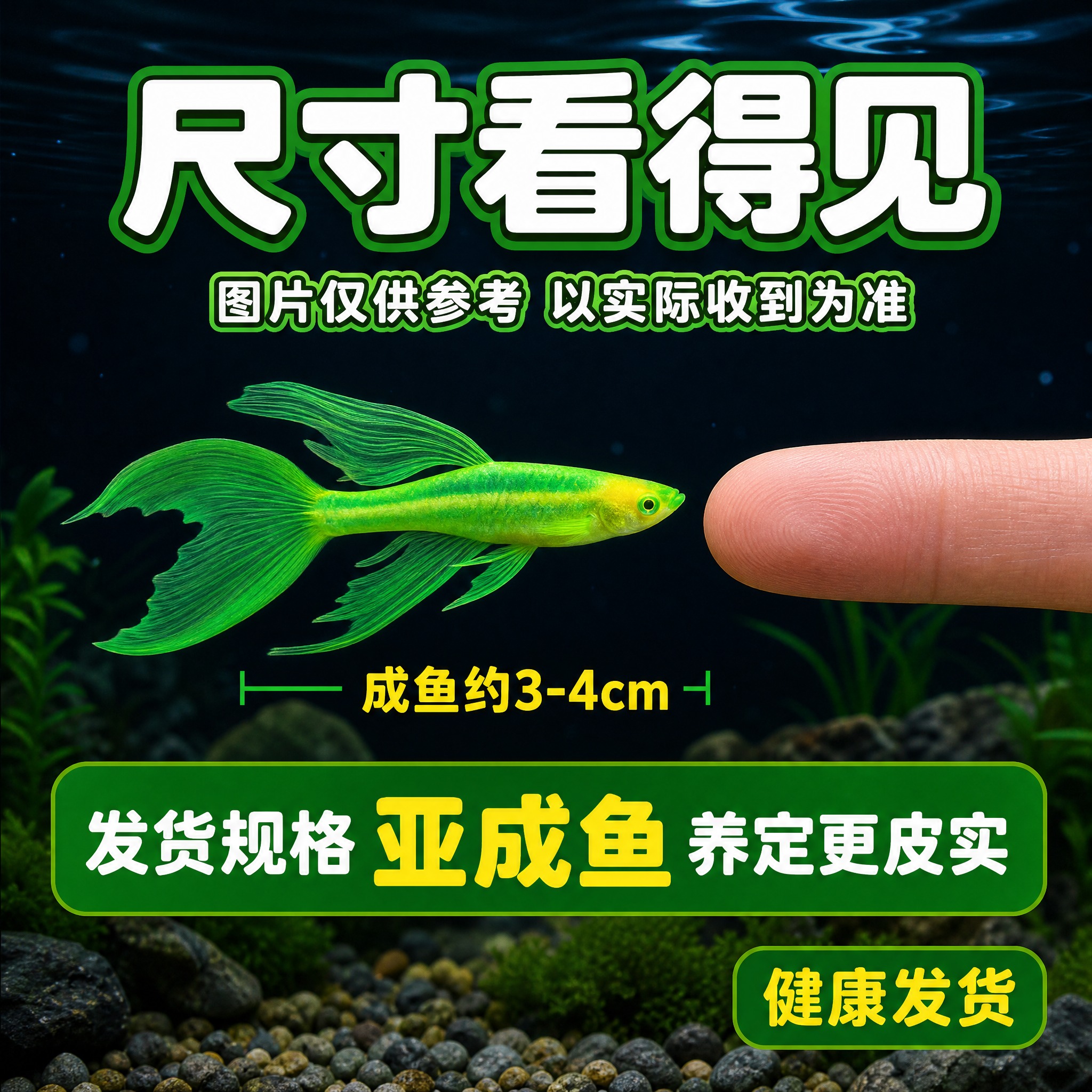 [主图-尺寸参照修改版] 翡翠绿长尾斑马鱼尺寸参照主图 拼多多… - 图片创意预览