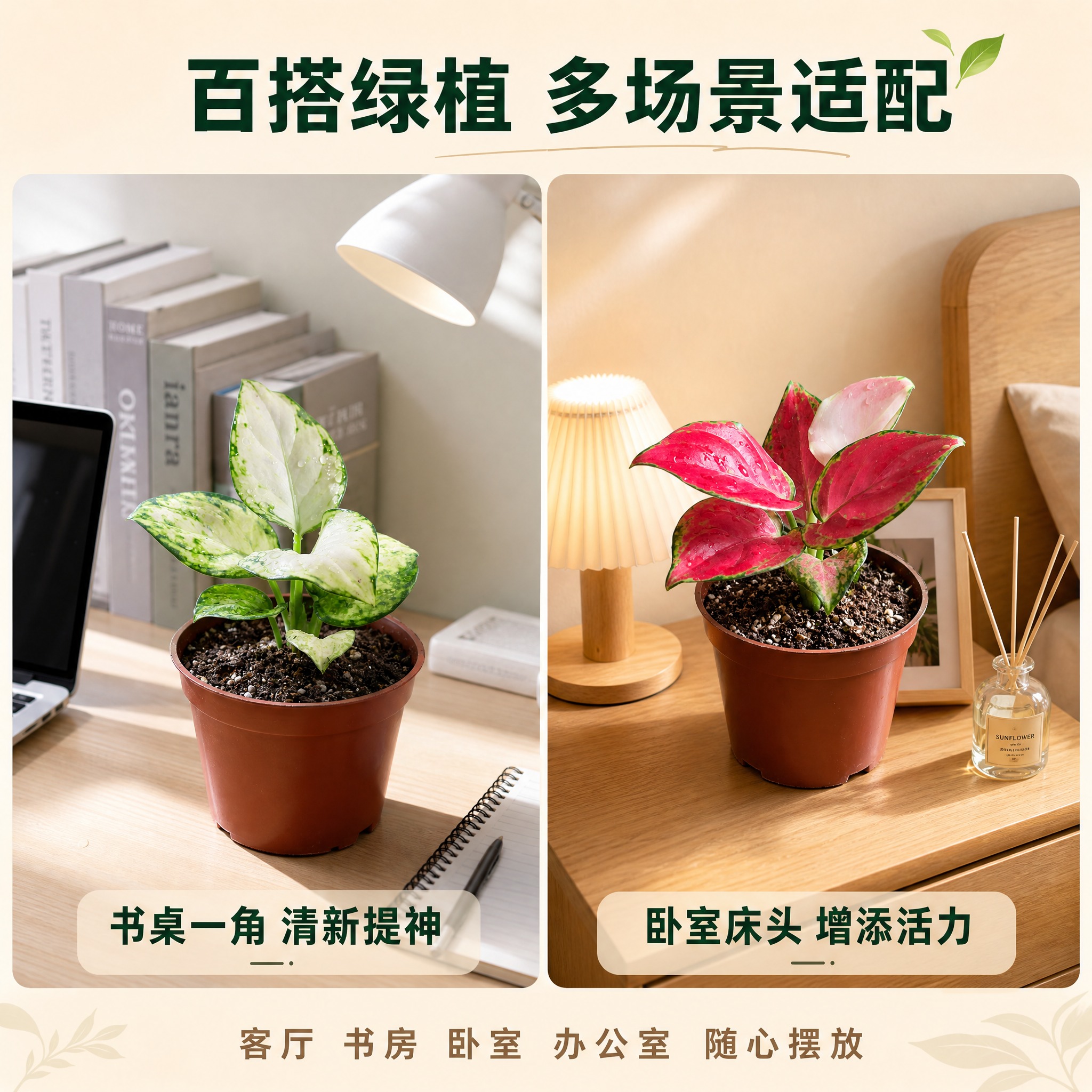 [主图-4] 风格搭配与场景陈列图，展示两款粗肋草在不同家居空… - 图片创意预览