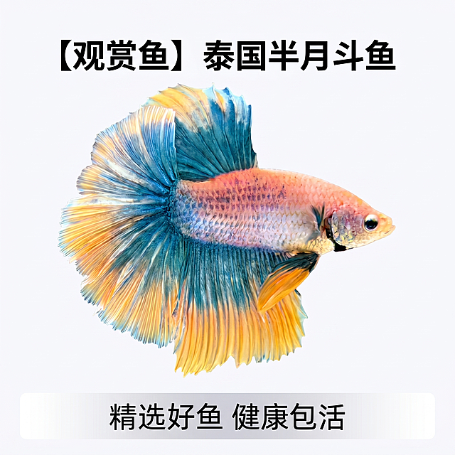 [主图 1] 泰国半月斗鱼商品首图。
[氛围风格] 真实商业摄影，干净清爽商品展示风
[画质] 商业摄影质感、光线柔和通透、斗鱼清晰真实、画面干净高级
[元素] 泰国半月斗鱼居中展示，突出夸张宽大的扇形尾巴，保持斗鱼原有颜色：身体粉橙渐变，尾巴蓝黄渐变边缘黄色。背景替换为纯白色，主体商品占比约70%，保持斗鱼外形结构和颜色与输入图片绝对一致，杜绝任何变形和色差，精细化处理。
[光影] 顶部柔和主光均匀照亮斗鱼整体，侧面补光勾勒出尾巴飘逸纹理，白色背景干净无阴影
[配色] 纯白色背景，突出斗鱼本身的蓝黄粉色彩
[视角构图] 平视拍摄，斗鱼完整居中展示，画面无边框满铺
[文字版式] 顶部居中放置主标题，"【观赏鱼】泰国半月斗鱼"，字体黑色粗体无衬线，主标题字号最大；底部半透明悬浮条服务承诺："精选好鱼 健康包活"，白色文字清晰易读，不遮挡主体
[比例分辨率] 1:1 比例，2k 分辨率；文字清晰锐利，画面超高清
[负向提示词] 变形，水印，文字错乱，产品图模糊，背景杂乱，尾巴缺失，色彩失真
