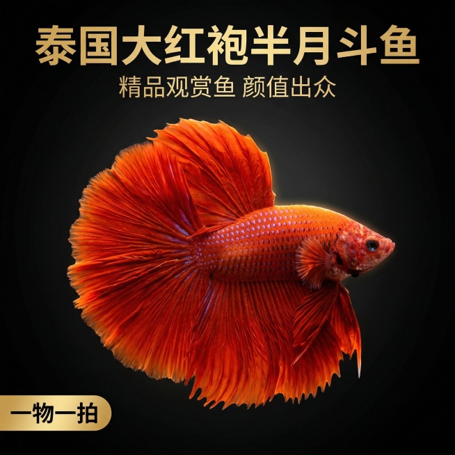 [主图 1 首图场景展示]
[主图主题] 泰国半月大红袍斗鱼观赏鱼首图
[氛围/风格] 高端水族网红风格，极简高级，质感出众
[画面元素] 保留原图大红袍泰国斗鱼完整外形，保持橙红身体带蓝紫斑点、巨大预览效果