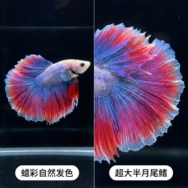 [主图 2] 泰国斗鱼核心卖点展示
[氛围/风格] 通透干净，突出产品优势
[画面元素] 商业摄影质感、光线柔和通透、产品清晰真实、画面干净高级。保留原产品斗鱼外观，采用拼图设计：左侧斗鱼全貌展示，右预览效果