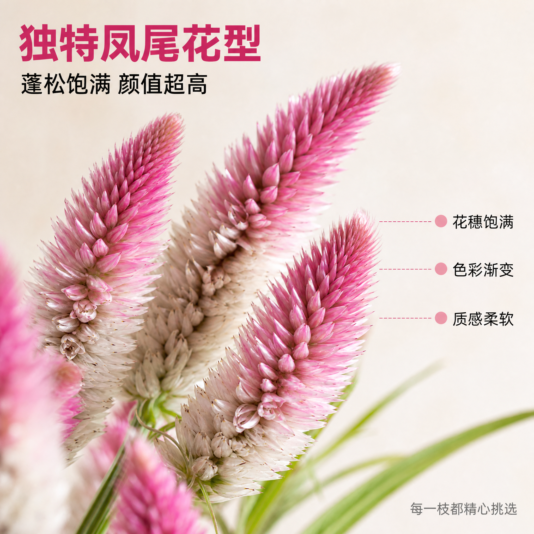 [主图-3] 多头粉白凤尾鸡冠花 细节微距与花型展示图 [氛围… - 图片创意预览