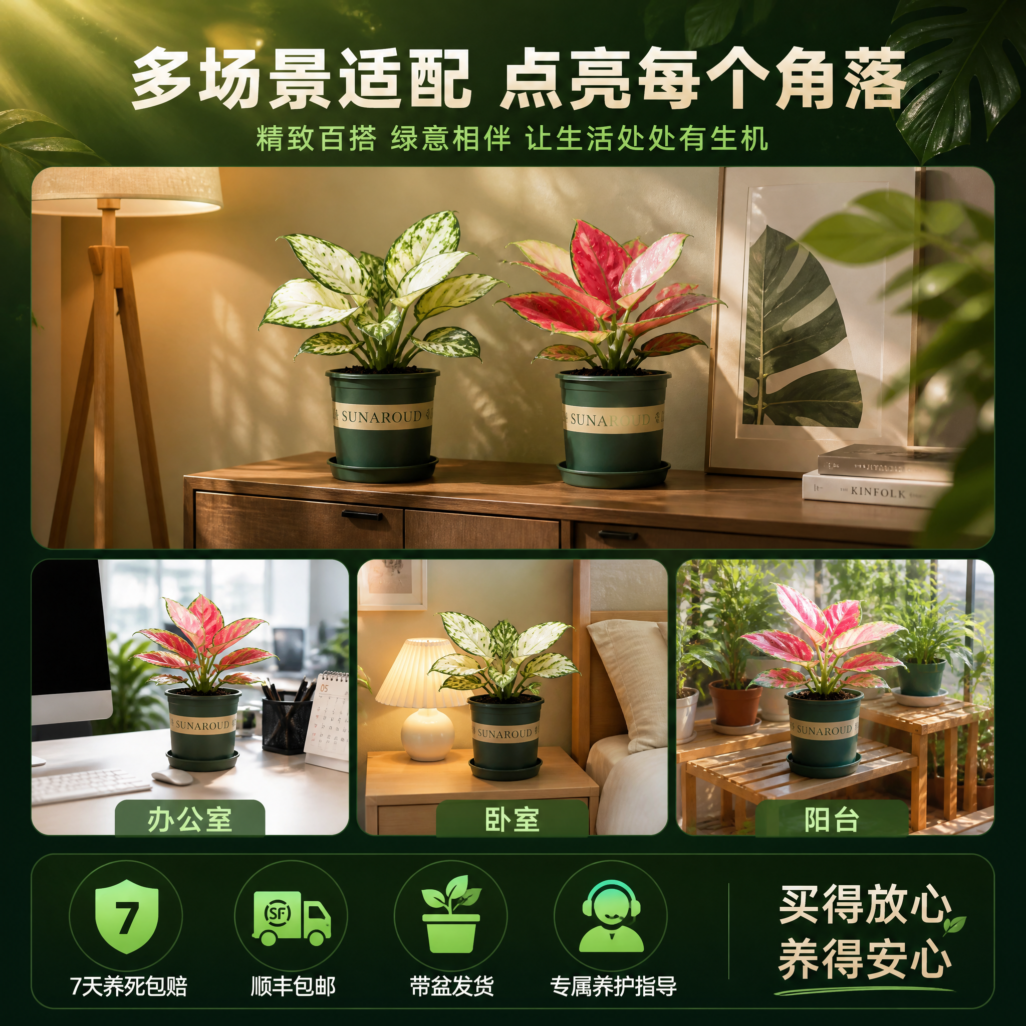 [主图-10] 粗肋草多场景适配与服务保障主图。 [统一基调]… - 图片创意预览
