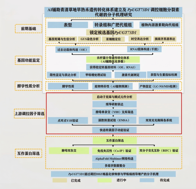 对这张技术路线图进行优化调整：1. 所有文字适当放大并加粗，确保文字不超出原有文本框范围；2. 加粗黄色虚线和红色边框，让边框更醒目清晰；3. 将绿色框内的“农杆菌介导遗传转化体系 (AI辅助优化参数预览效果