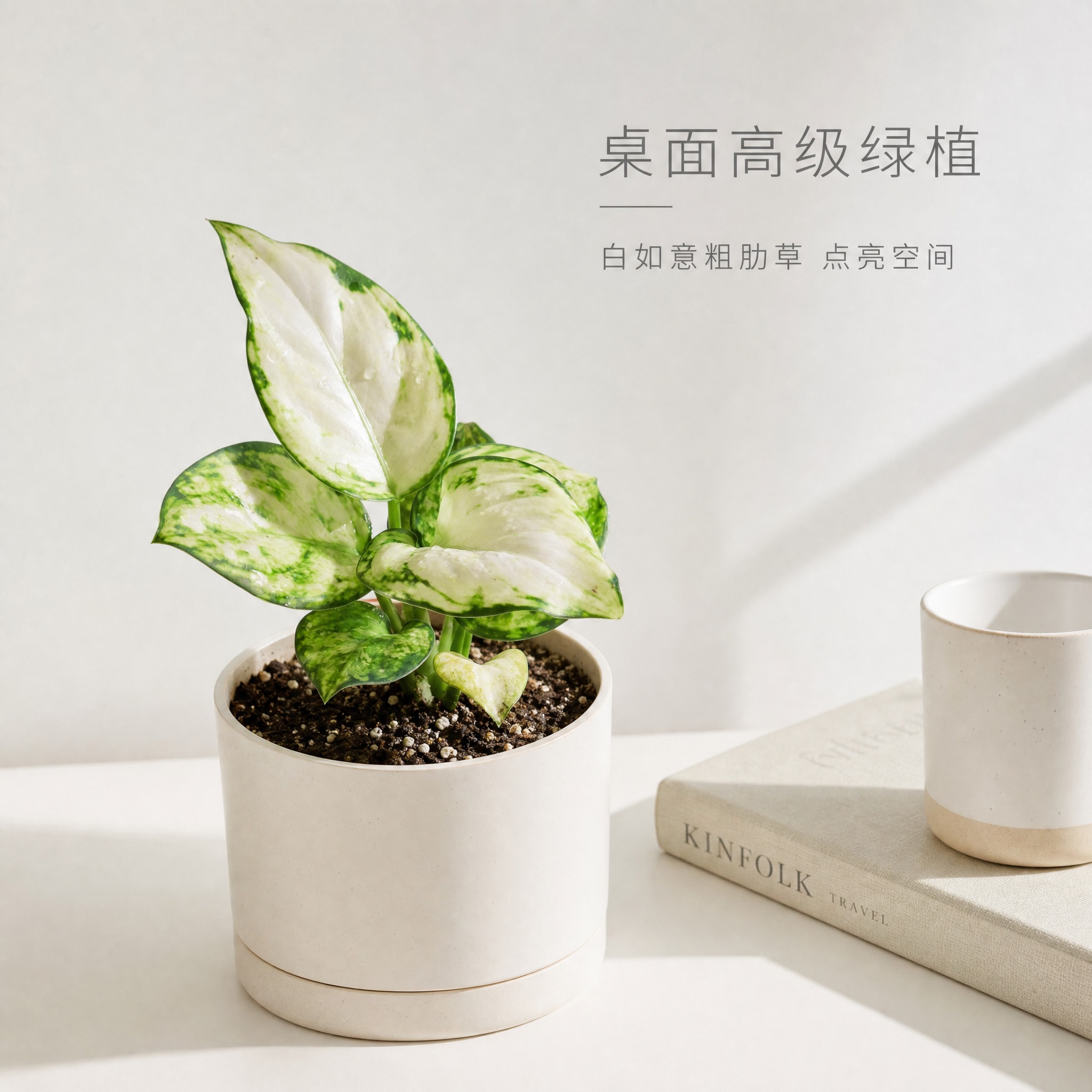 [主图-6] 白如意粗肋草桌面场景展示主图，白色背景中融入极简… - 图片创意预览