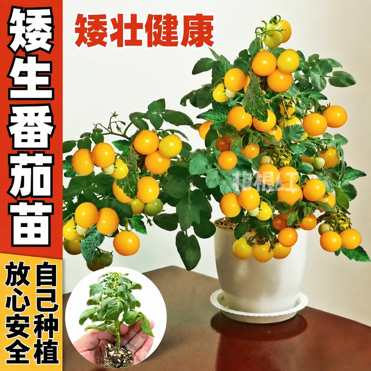 将图片中所有"禾巨人"水印文字替换为"韭根红"，保持水印的位置… - 图片创意预览