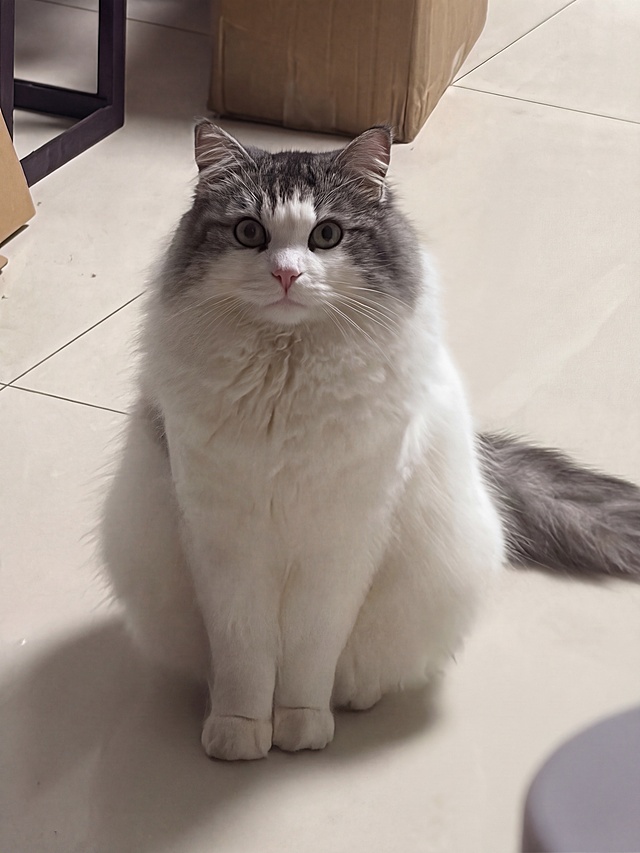 将光纤调整到猫咪正面，让正面光线更充足均匀，去除正面背光，保持画面清晰，保留原本猫咪和场景构图