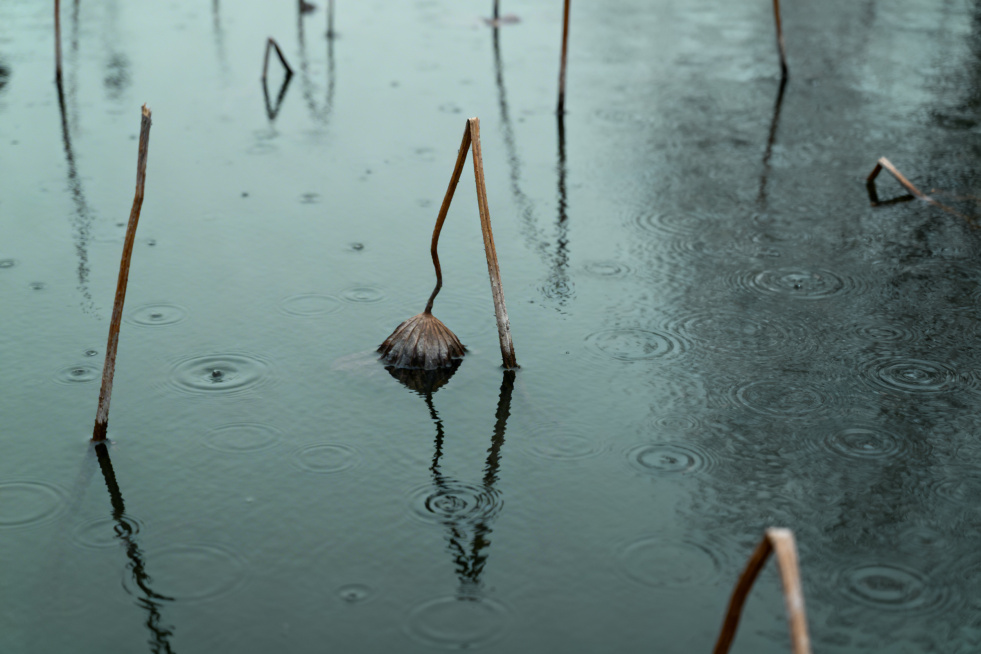冬日残荷池塘，断茎立在水面，雨滴在深色水面晕开，灰绿色色调极简风格预览效果