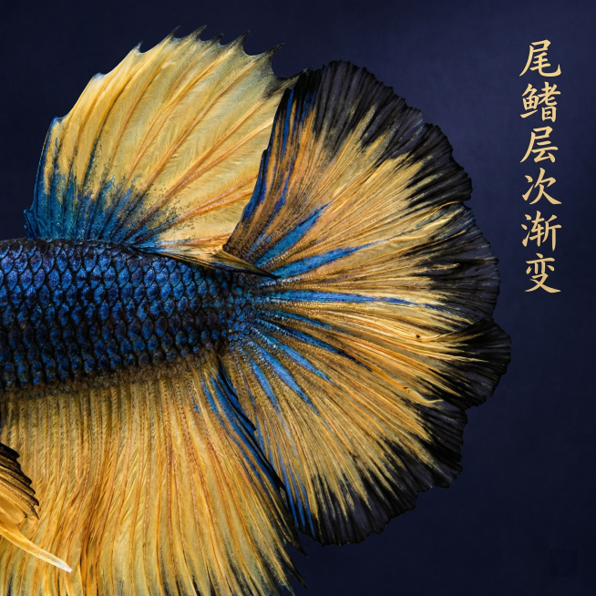 [主图 2] 泰国斗鱼半月核心细节展示
[氛围风格] 新中式国风水族风格，简约雅致，和首图风格完全统一
[画面元素] 商业摄影质感，光线柔和通透，产品清晰真实，画面干净高级。保留斗鱼真实形态，微距放大预览效果
