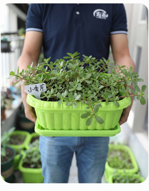 将第一张图片中盆内的芹菜替换成第二张图相同形态的，自然生长的马齿苋，保持其他元素不变，确保细节清晰、纹理逼真。预览效果