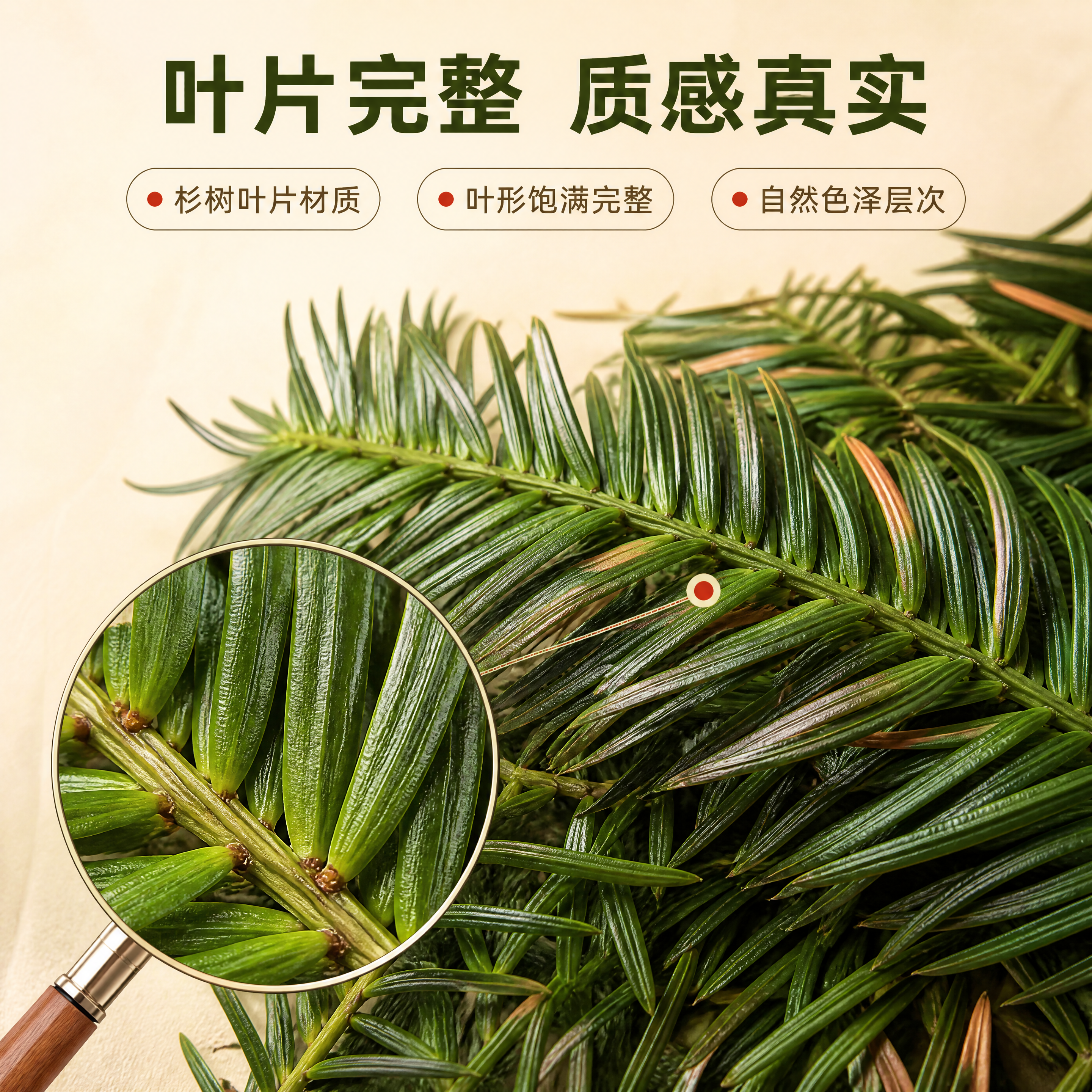 [商品] 使用【图3】【图2】新鲜杉树叶平方装；保留杉树叶片针… - 图片创意预览