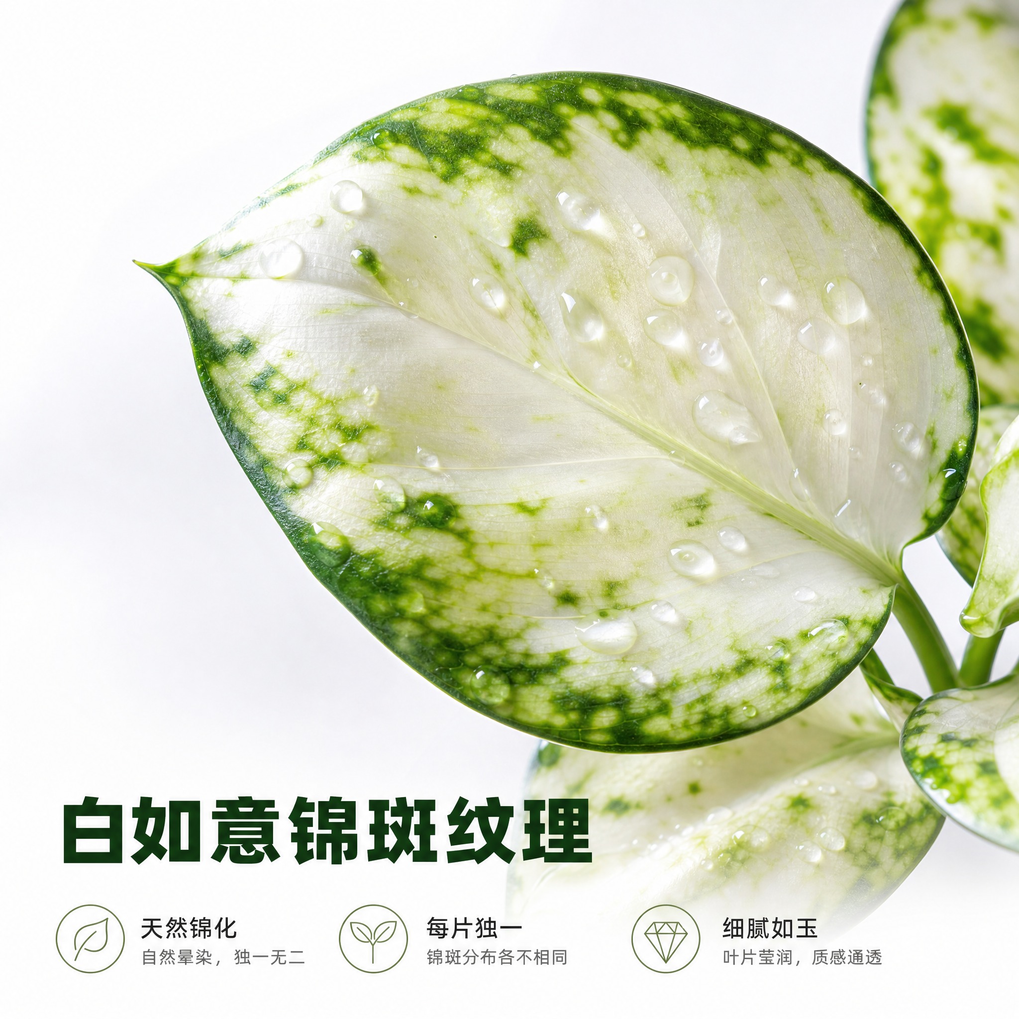 [主图-3] 白如意粗肋草 叶片细节特写 展示锦斑纹理与水珠质… - 图片创意预览