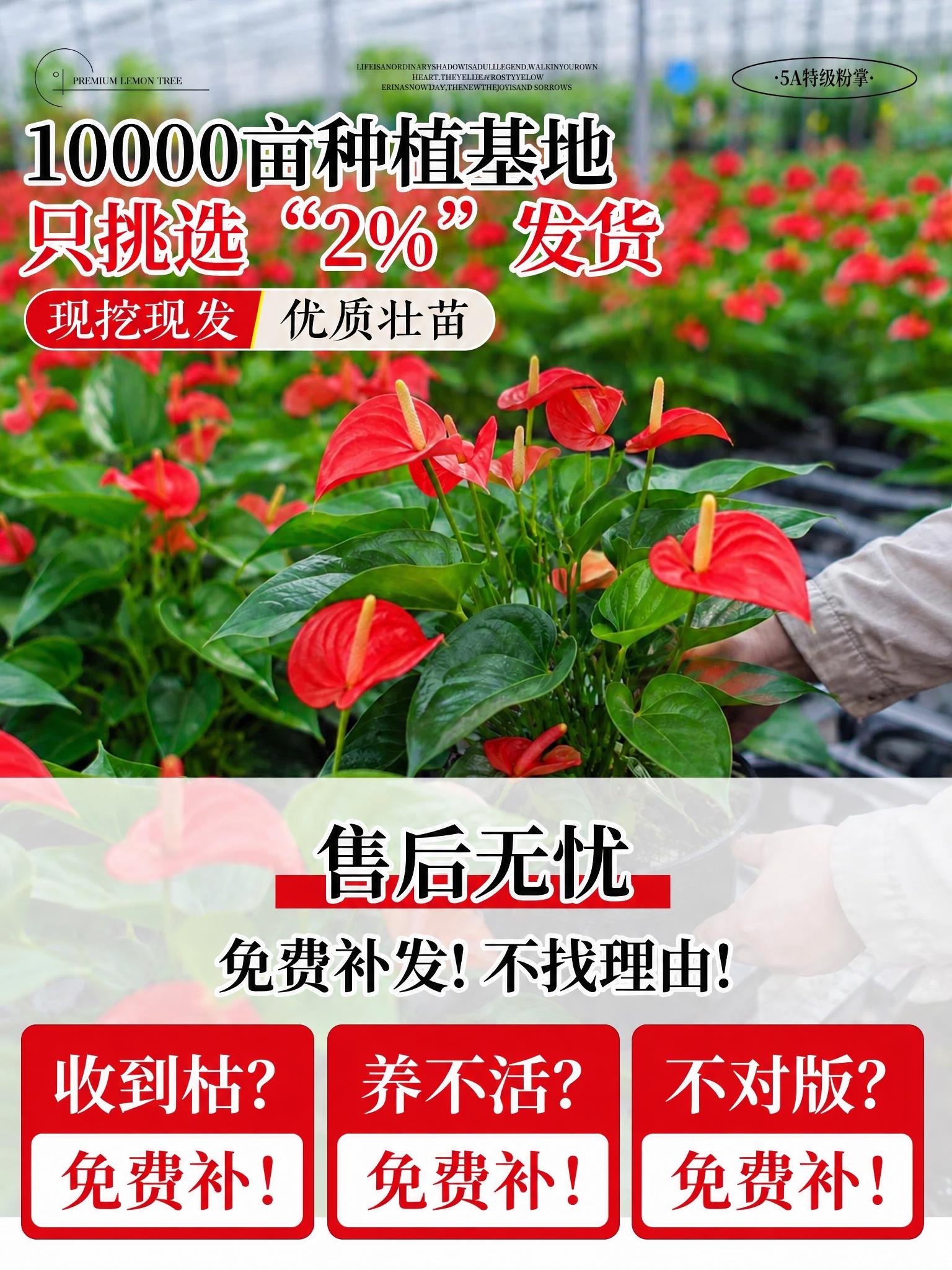 将图中所有粉色的花朵、粉色装饰元素、粉色文字、粉色图标、粉色背… - 图片创意预览