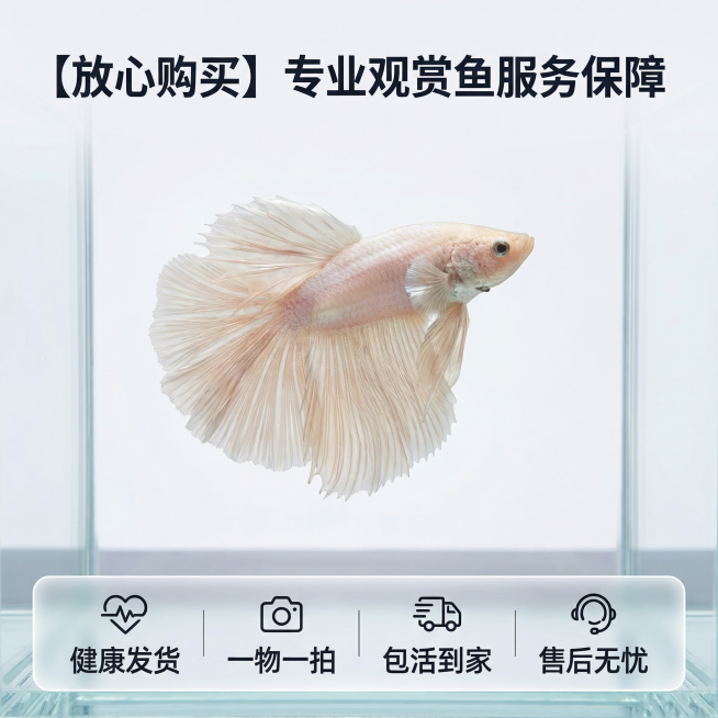 [主图 5] 规格与服务承诺。氛围风格：专业可信，清晰明了。画面元素：斗鱼主体放在画面偏上位置，画面底部设置半透明悬浮条，横向排列服务承诺："健康发货 | 一物一拍 | 包活到家 | 售后无忧"，每个预览效果