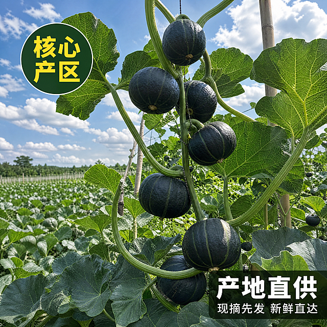 [主图-2] 贝贝南瓜产地直供溯源图，展示产品生长环境。[氛围风格] 真实自然产地氛围，突出新鲜度。[画质] 商业摄影质感、光线柔和通透、产品清晰真实、画面干净高级。[元素] 藤蔓上挂满成熟的贝贝南瓜，背景是广阔的南瓜种植园，蓝天白云阳光明媚。保持贝贝南瓜外观（物理结构、材质质感、颜色）与输入产品图绝对一致，杜绝任何变形和色差，精细化处理。商品主体占比严格控制在60%-80%之间，画面满屏无边框。[光影] 自然日光，整体明亮通透，阴影柔和。[配色] 主色调为绿色（瓜叶藤蔓）和深绿色（南瓜），清新自然。[视角构图] 微仰视视角，景深适中，展示整体生长环境。[文字版式] 右下角深色半透明块，大字文案“产地直供”白色粗体，下方“现摘先发 新鲜直达”小字白色。左侧圆形标签“核心产区”黄色文字深绿色背景。[比例分辨率] 1:1比例，4k分辨率，文字清晰锐利，画面超高清。[负向提示词] 变形，水印，文字错乱，产品图模糊，背景杂乱。