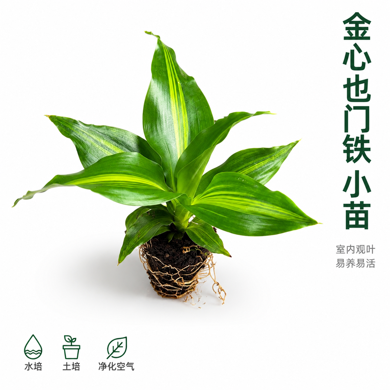 [主图-1] 金心也门铁小苗产品主图 洁白背景 突出植株形态与… - 图片创意预览