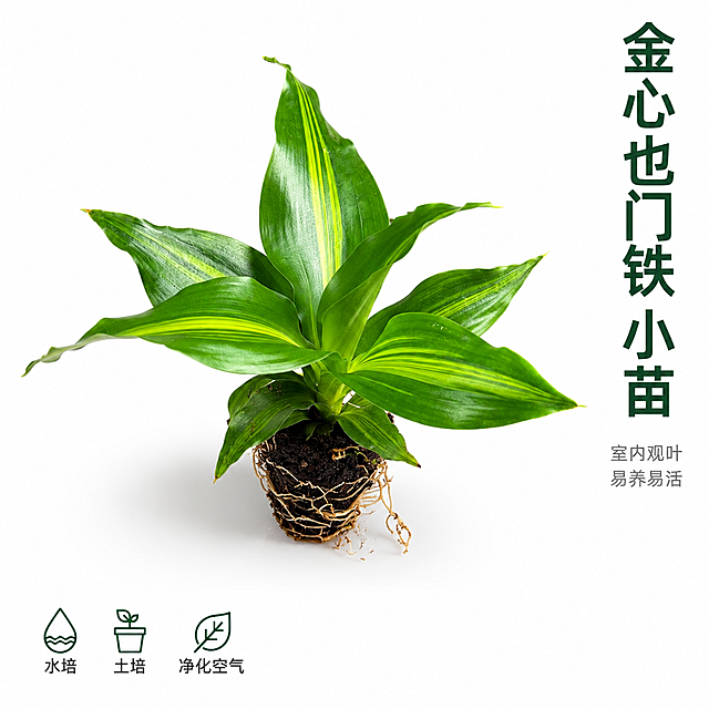 [主图-1] 金心也门铁小苗产品主图 洁白背景 突出植株形态与金心叶片特征
[统一基调] 国内电商1:1主图 洁白纯净背景 真实摄影质感 深绿色标题字 浅灰色辅助字 简洁无衬线粗体字体 文字放在负空间不遮挡植株
[画面] 金心也门铁小苗完整植株居中展示 叶片翠绿带金色中心条纹 根系带土团清晰可见 植株大小如手掌般迷你 正面45度俯视视角 主体占画面约60% 洁白无缝背景 底部有自然柔和接触阴影 左上角放置小型品牌标识区域留白 右下角留白用于文字排版
[光影质感] 真实商业摄影 柔和顶光+侧光 叶片表面有自然光泽 叶脉纹理清晰 叶片边缘锐利不模糊 土壤颗粒质感真实 根系纤细节奏自然 整体光线均匀无死黑阴影
[配色] 背景纯白色 叶片深绿带金黄心纹 土壤深褐色 标题字深墨绿色 辅助字中灰色 强调色嫩绿色
[文字版式] 右上角竖排主标题 金心也门铁 小苗 下方两行小字 室内观叶 易养易活 左下角三个小图标加文字 水培 土培 净化空气 文字清晰可读 字号层级分明 主标题最大 辅助文字缩小60% 图标简洁线性风格
[输出要求] 1:1正方形 2048px 植株完整不切割 叶片不变形 根系真实自然 文字清晰无错字 画面干净无杂物 无水印无平台Logo 禁止模糊 禁止叶片发黄枯萎 禁止根系腐烂
