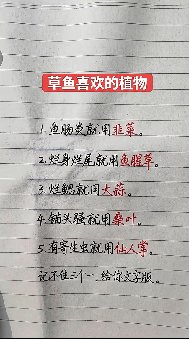 保留原图片的排版布局风格，顶部红底白字标题，内容部分使用黑色手写字体和红色手写字体，一字不差替换为新内容：标题：草鱼喜欢的植物
内容：
1. 鱼肠炎就用韭菜。
2. 烂身烂尾就用鱼腥草。
3. 烂鳃就用大蒜。
4. 锚头骚就用桑叶。
5. 有寄生虫就用仙人掌。
底部小字：记不住三个一，给你文字版。保持原有笔记本横线纸张背景，文字排版清晰合理，字体和颜色和参考图一致