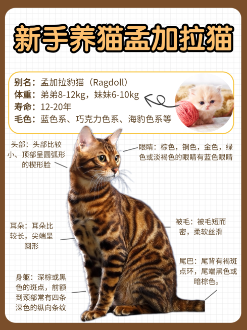 豹猫科普小红书封面预览效果