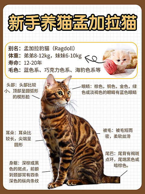 豹猫科普小红书封面