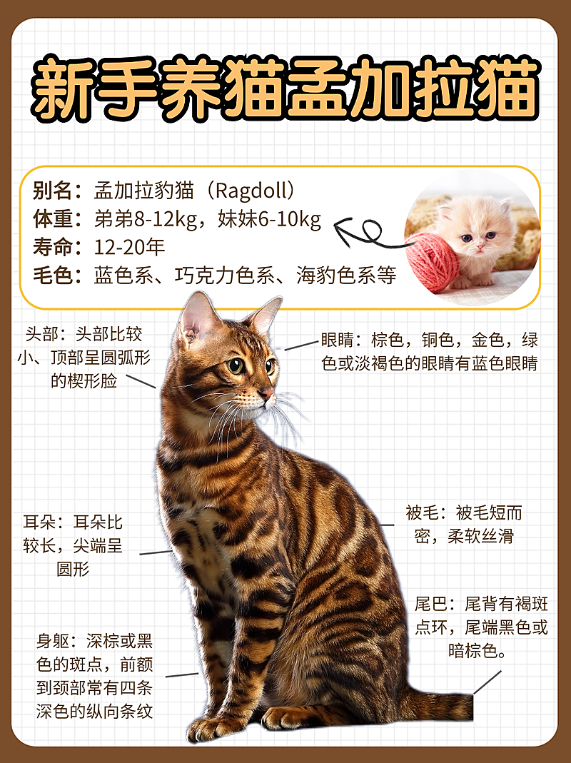 豹猫科普小红书封面