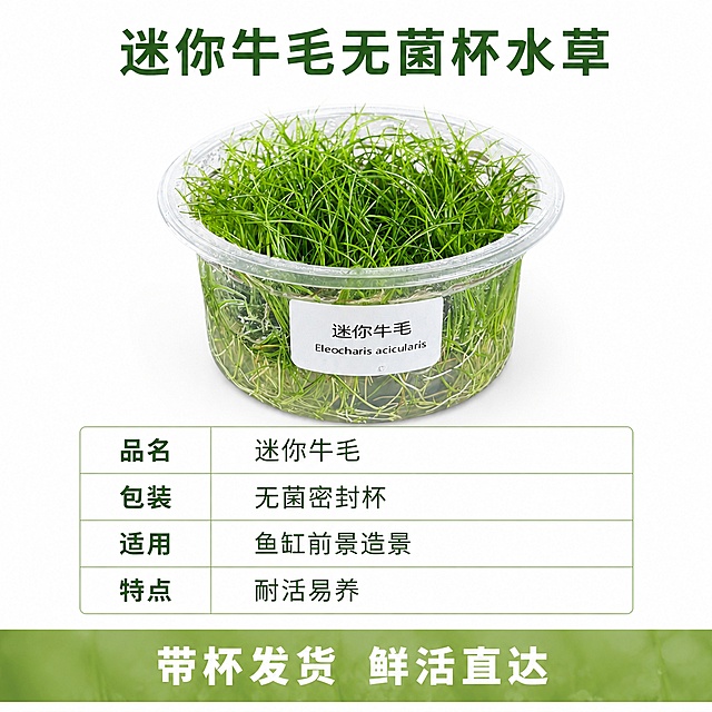 [主图-5] 迷你牛毛水草产品规格与选购指引图
[氛围风格] 清晰规整，白底信息展示
[画质] 清晰真实商业摄影，信息排版整齐可读
[元素] 上方居中放置迷你牛毛无菌杯完整产品图，保持产品外观和颜色与原图一致，纯白背景突出产品。下方整齐排列产品信息，使用浅灰色细表格框承载规格说明，信息清晰易读。产品图占上方约60%画面，信息区域占下方40%，排版规整不拥挤
[光影] 均匀柔和光线，整体明亮干净
[配色] 纯白背景，深绿色文字，浅绿色表格线，清晰易读
[视角构图] 上下分区构图，产品居中，信息整齐排列在下方
[文字版式] 顶部大标题写"迷你牛毛无菌杯水草"，表格内分四行清晰标注：品名 迷你牛毛，包装 无菌密封杯，适用 鱼缸前景造景，特点 耐活易养。底部通栏半透明浅绿背景排列服务承诺："带杯发货 鲜活直达"，文字居中白色粗体
[输出要求] 1:1正方形比例，文字清晰可辨，超高清商业摄影质感
[负向提示词] 变形，文字模糊错乱，表格歪斜，产品变形，背景杂乱，水印