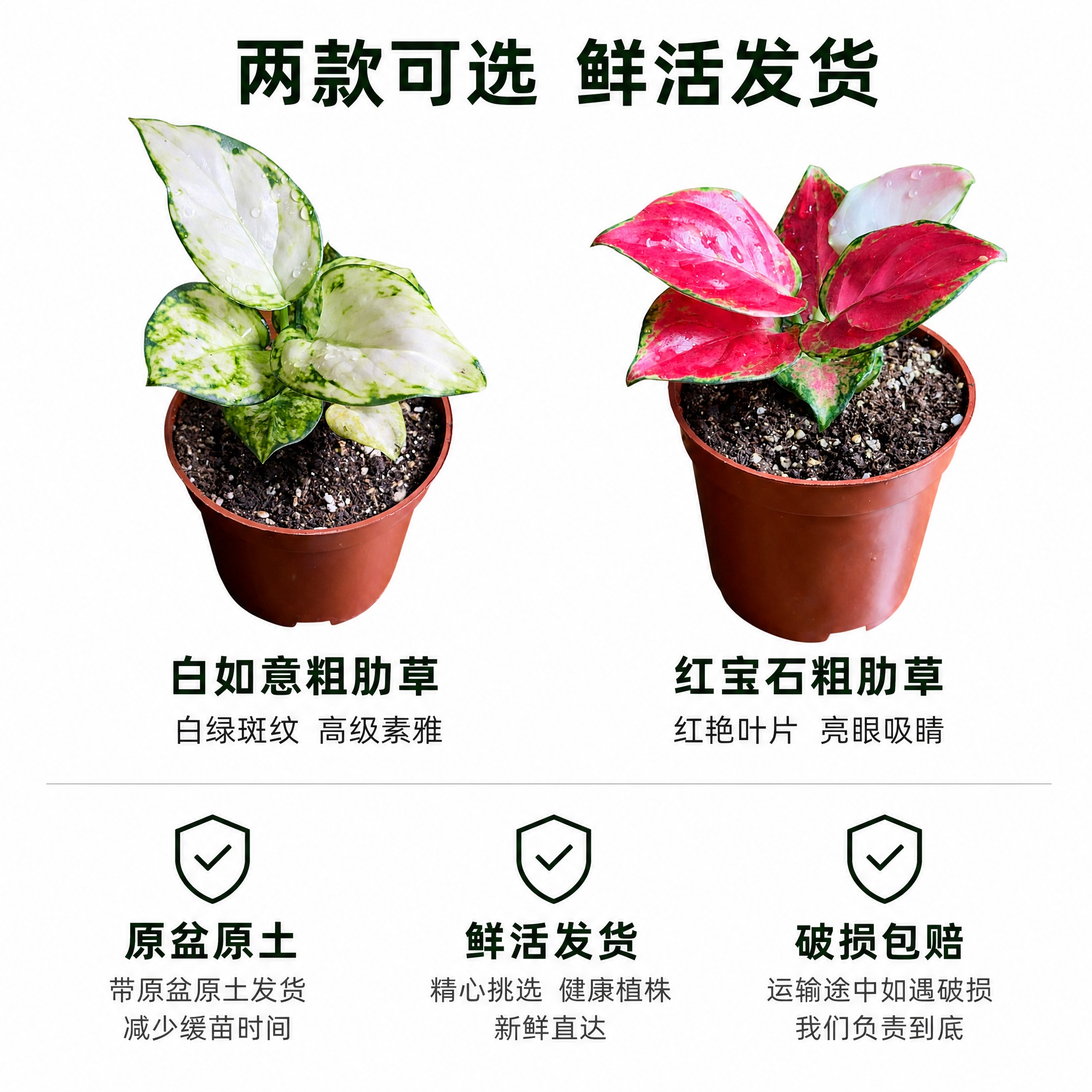[主图-10] 规格与发货信息图，白色背景，展示两款产品规格与… - 图片创意预览
