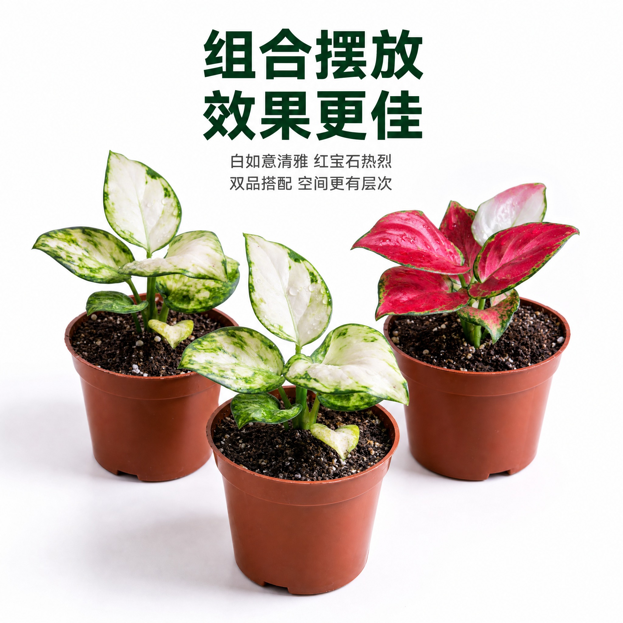 [主图-9] 多株组合展示 白如意与红宝石粗肋草成组摆放效果… - 图片创意预览