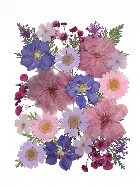 将图片外围灰色背景替换为纯白色，保留压花干花本身不变，只抠出花材保留纯白背景预览效果